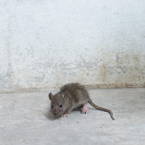 μυοκτονίες ποντικια αθηνα