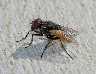 miga
