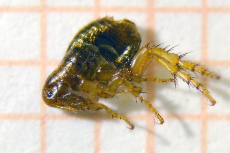 psiloi